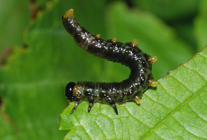 Imenotteri Sinfiti